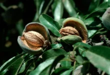 بهترین زمان کود دهی درخت بادام کی است؟ (2 نکته مهم)