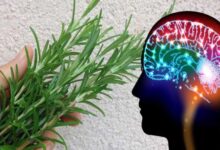 بهترین گیاهان برای تقویت هوش و حافظه (2 نکته مهم)