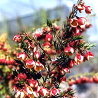 بورونیا (2 نکته مهم)
