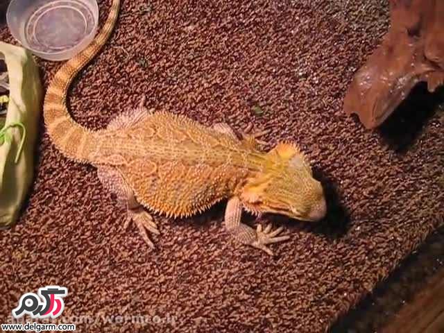 بیردراگون چگونه تغذیه میکند؟ (2 نکته مهم) بیردراگون چگونه تغذیه میکند؟ (2 نکته مهم)