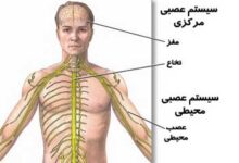 بیماری بری بری چیست؟ (2 نکته مهم)