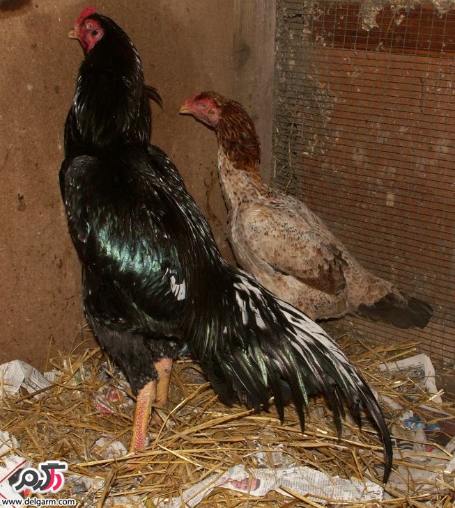 بیماری لارنگوتراکئیت در طیور (2 نکته مهم) بیماری لارنگوتراکئیت در طیور (2 نکته مهم)