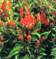 تاج خروس رشته‌ای (2 نکته مهم)