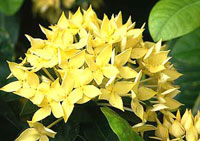 تاج خروس رشته‌ای زرد (2 نکته مهم)