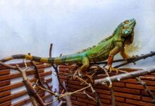 تشخیص سن ایگوانا از روی سایز و وزن (2 نکته مهم)