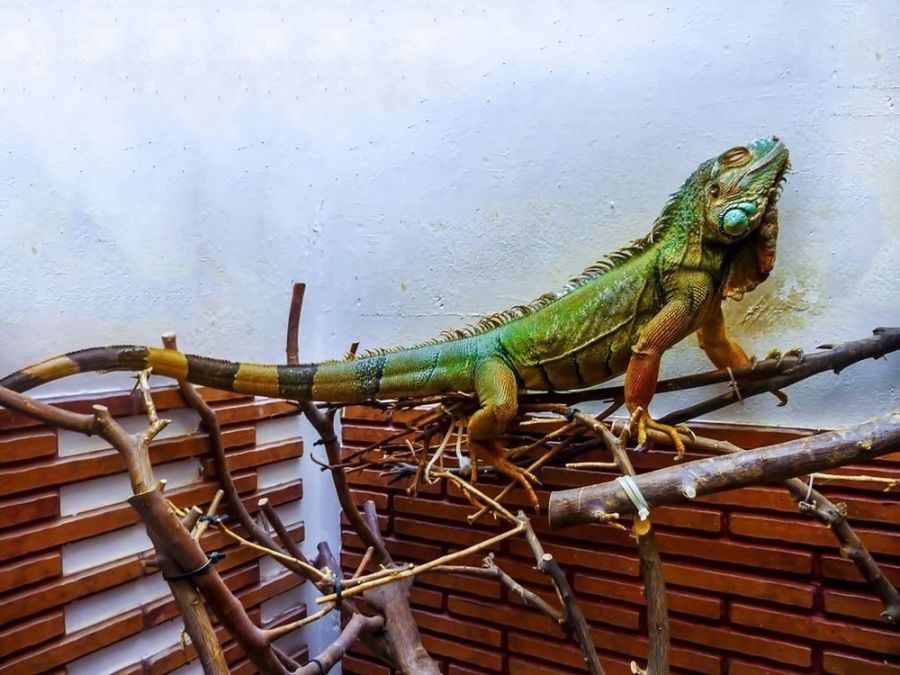 تشخیص سن ایگوانا از روی سایز و وزن (2 نکته مهم)