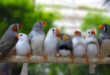 تشخیص نر یا ماده بودن فنچ در گونه های مختلف (2 نکته مهم)