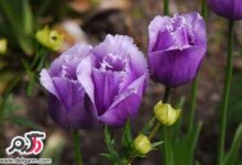 تصاویر بینظیر گل های رنگارنگ طبیعت اسکاتلند (2 نکته مهم)