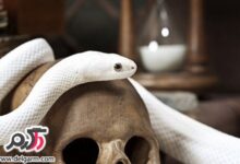 تصاویری از زیباترین مارهای دنیا (2 نکته مهم)