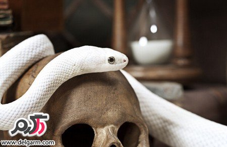 تصاویری از زیباترین مارهای دنیا (2 نکته مهم) تصاویری از زیباترین مارهای دنیا (2 نکته مهم)