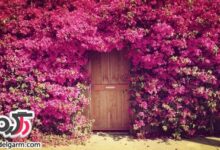 تصاویری از مناظر طبیعی و دیدنی (2 نکته مهم)