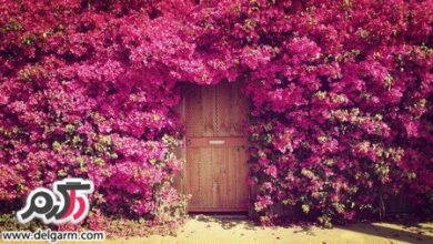 تصاویری از مناظر طبیعی و دیدنی (2 نکته مهم)