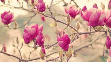 تصاویری زیبا از گل های زیبا سری دهم (2 نکته مهم)
