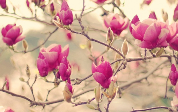 تصاویری زیبا از گل های زیبا سری دهم (2 نکته مهم)
