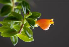 تکثیر ، نگهداری و مراقبت از گل کلومنه آ (کولومنئا گلوریوزا) (2 نکته مهم)