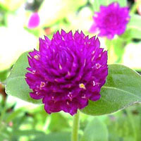 تکمه ای (2 نکته مهم)