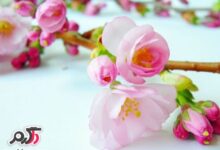 جدیدترین عکس های بهار (2 نکته مهم)
