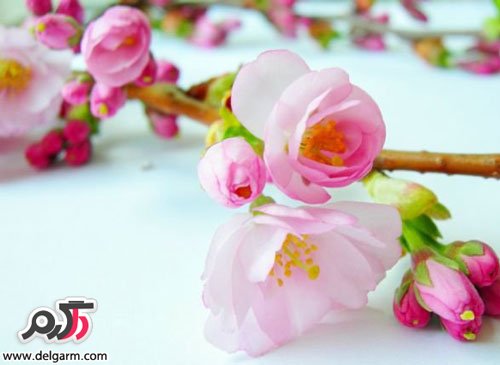 جدیدترین عکس های بهار (2 نکته مهم)