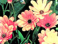 جعفری بارانی. (2 نکته مهم)