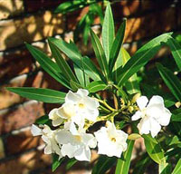 خر زهره (2 نکته مهم) خر زهره (2 نکته مهم)