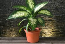 خطرات نگهداری از گیاه آپارتمانی دیفن باخیا (2 نکته مهم)