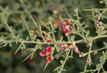 خواص و فواید گیاه خارشتر (ترنجبین) (2 نکته مهم)