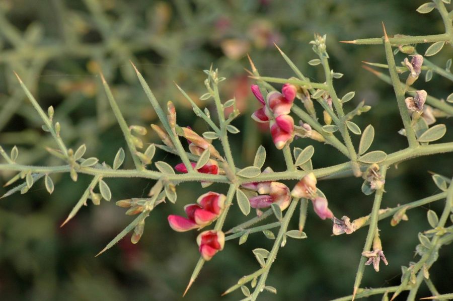 خواص و فواید گیاه خارشتر (ترنجبین) (2 نکته مهم) خواص و فواید گیاه خارشتر (ترنجبین) (2 نکته مهم)