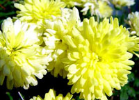 داوودی زرد (2 نکته مهم)