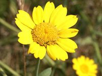 داوودی یک‌ساله (2 نکته مهم)