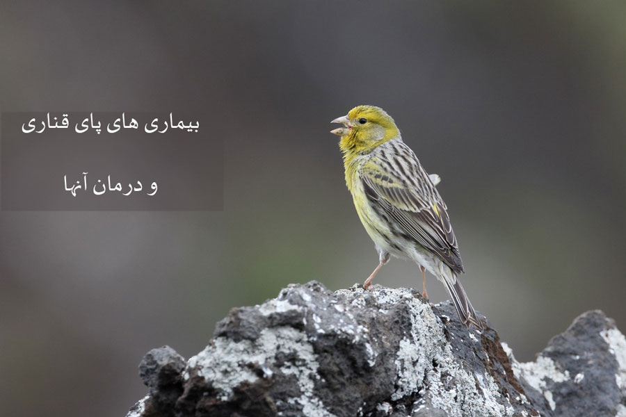 در مورد بیماری های پای قناری و درمان آنها چه می دانید؟ (2 نکته مهم)