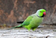 در چه صورتی باید به استفراغ کردن طوطی رسیدگی شود؟ (2 نکته مهم)