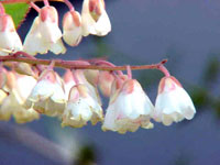 درخت سوسن دره (2 نکته مهم)