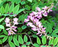 درختچه نیل (2 نکته مهم)