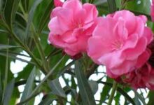 درختچۀ خرزهره (2 نکته مهم)