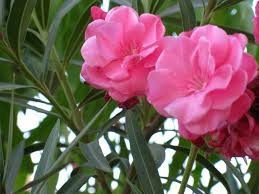 درختچۀ خرزهره (2 نکته مهم)