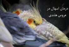 درمان خانگی اسهال در عروس هلندی (2 نکته مهم)
