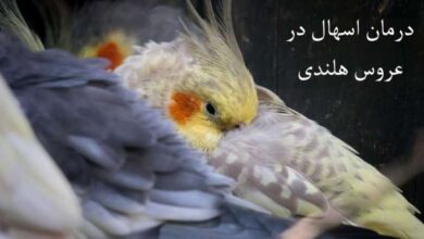 درمان خانگی اسهال در عروس هلندی (2 نکته مهم)