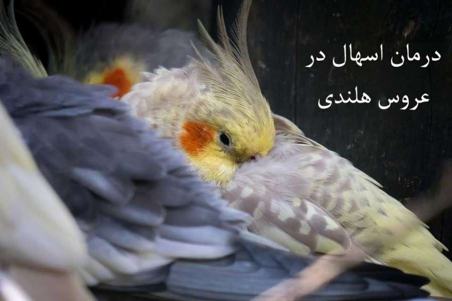 درمان خانگی اسهال در عروس هلندی (2 نکته مهم) درمان خانگی اسهال در عروس هلندی (2 نکته مهم)