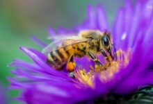 دلیل جالب صدای وزوز زنبورها (2 نکته مهم)