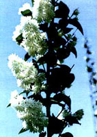 دوتسیای رعنا (2 نکته مهم) دوتسیای رعنا (2 نکته مهم)