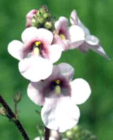 دیاسیا (2 نکته مهم) دیاسیا (2 نکته مهم)