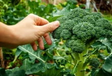 راهنمای کاشت و نگهداری کلم بروکلی (2 نکته مهم)