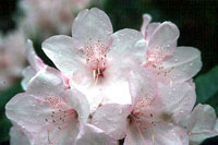 رودودندرون (2 نکته مهم)