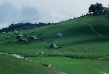 رویایی ترین جاده جنگلی ایران + عکس (+ تصاویر)