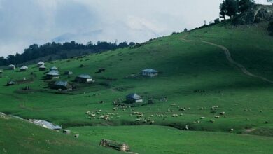 رویایی ترین جاده جنگلی ایران + عکس (+ تصاویر)