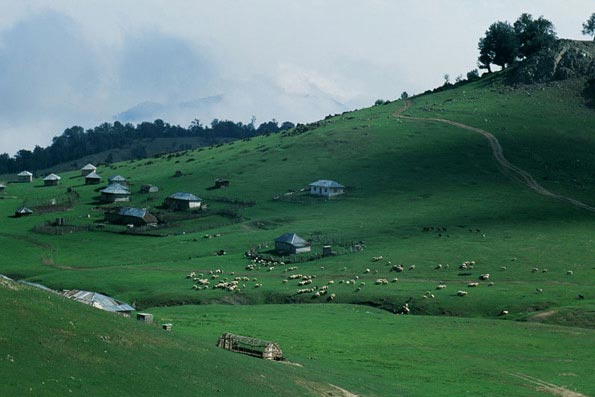 رویایی ترین جاده جنگلی ایران + عکس (+ تصاویر)