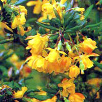 زرشك (2 نکته مهم) زرشك (2 نکته مهم)