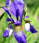 زنبق سیبری (2 نکته مهم)