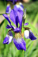 زنبق سیبری (2 نکته مهم)
