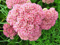 سدوم (گیاه یخی) (2 نکته مهم)
